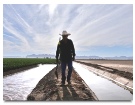Irrigation channels near Yuma, Ariz. At left is a cotton field. (Irfan Khan / Los Angeles Times)