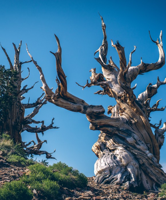 Bristlecone_Great_Basin